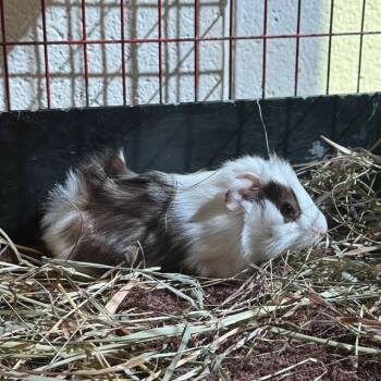 Rescue Guinea Pig Guinea Pigs for Adoption in Methuen, Massachusetts - TREBLE | PetCurious